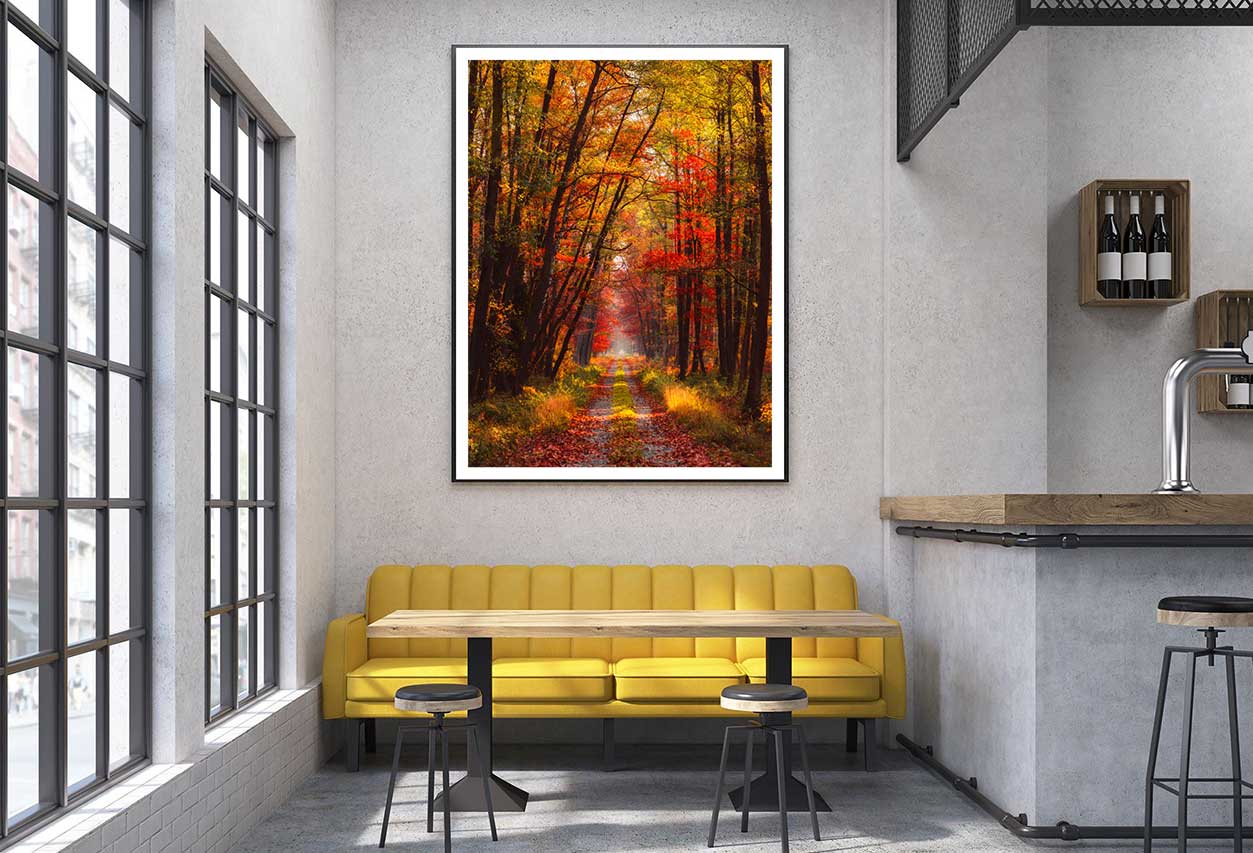 Autumn Forest at Warm Sunlight View Photograph Home Decor Premium Quality Poster Print Choose Your Sizes