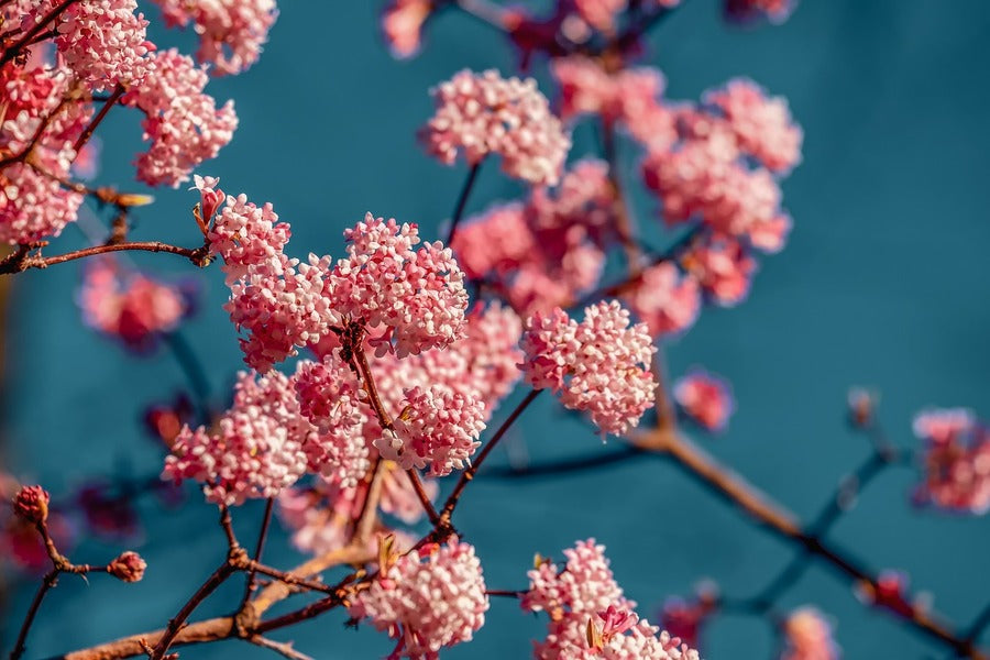 Pink Bush Flowers Photograph Print 100% Australian Made