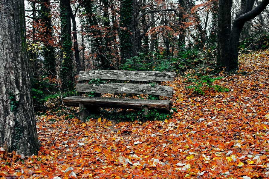 Wood Bench in Autumn Forest Print 100% Australian Made