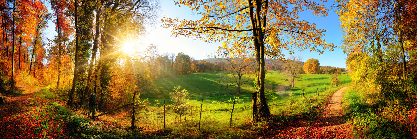 Panoramic Canvas Autumn Trees Pathway Scenery High Quality 100% Australian Made Wall Canvas Print Ready to Hang