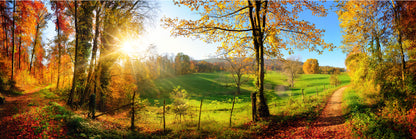 Panoramic Canvas Autumn Trees Pathway Scenery High Quality 100% Australian Made Wall Canvas Print Ready to Hang