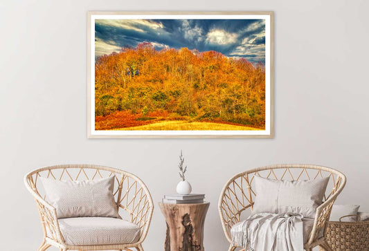 Orange Fall Forest & Cloudy Sky Photograph Home Decor Premium Quality Poster Print Choose Your Sizes