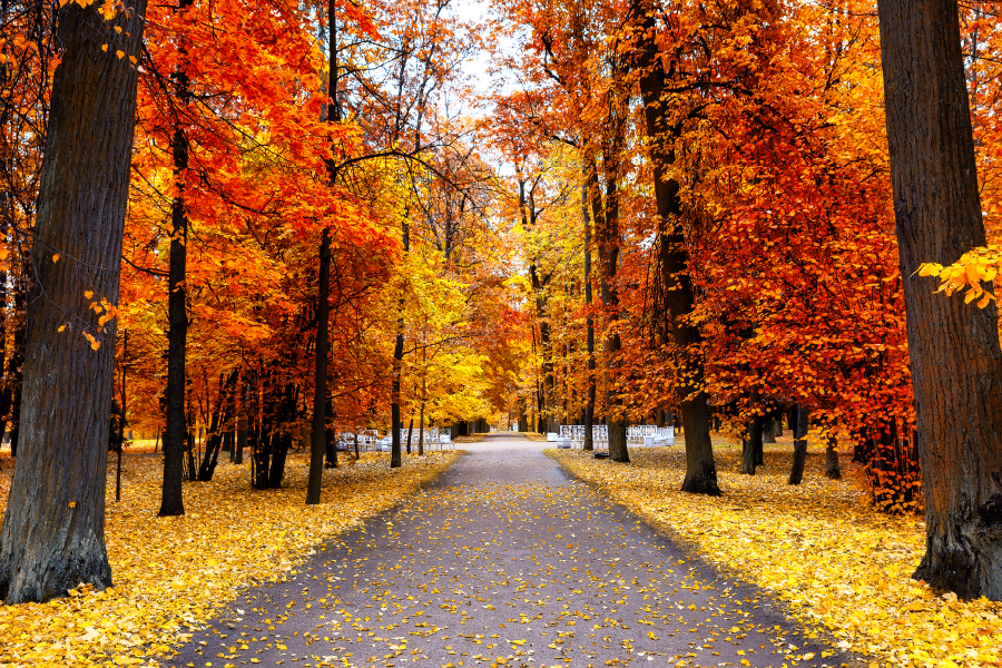 Autumn Landscape Beautiful City Park Photograph Print 100% Australian Made