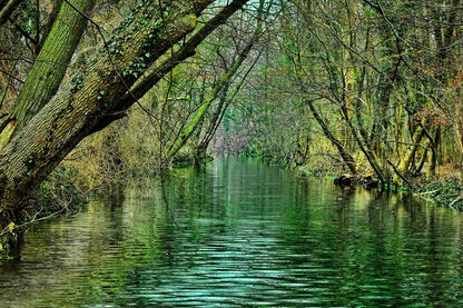 River Covered With Trees Photograph Print 100% Australian Made