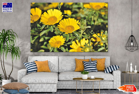 Sunflower with Leaves Photograph Print 100% Australian Made