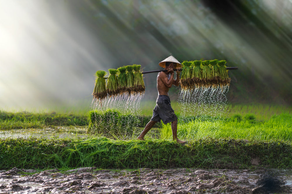 Man Carrying Plants in Vietnam Home Decor Premium Quality Poster Print Choose Your Sizes