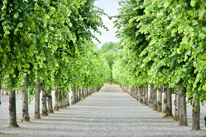 Tall Trees Row Photograph Print 100% Australian Made