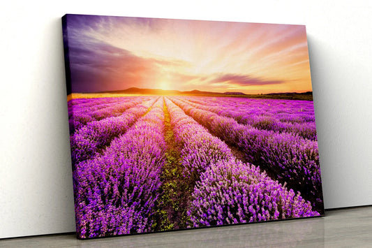 Lavender Field Sunset Scenery Photograph Acrylic Glass Print Tempered Glass Wall Art 100% Made in Australia Ready to Hang