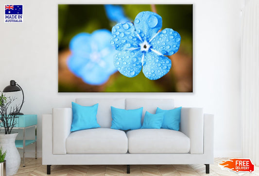 Blue Flower with Water Drops Closeup Photograph Print 100% Australian Made