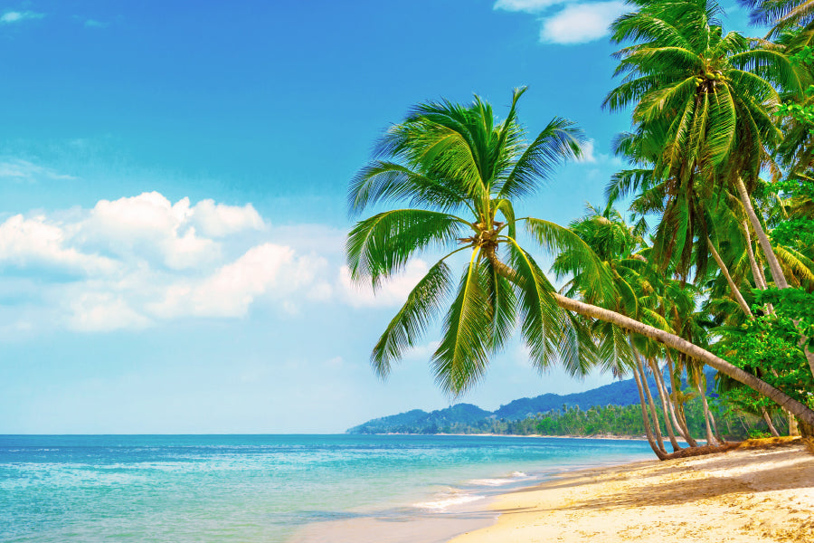 Palm Trees Sandy Tropical Beach View Photograph Print 100% Australian Made