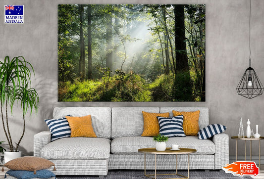 Natural Forest View Photograph Print 100% Australian Made