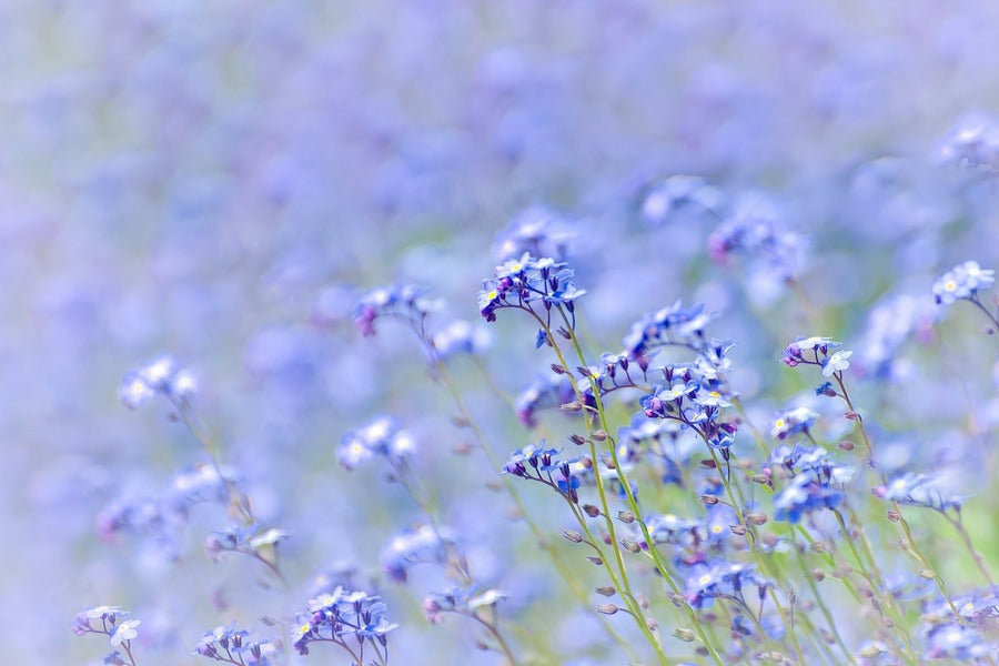 Purple and White Petaled Flowers Photograph Print 100% Australian Made