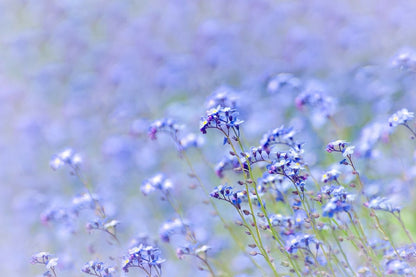 Purple and White Petaled Flowers Photograph Print 100% Australian Made