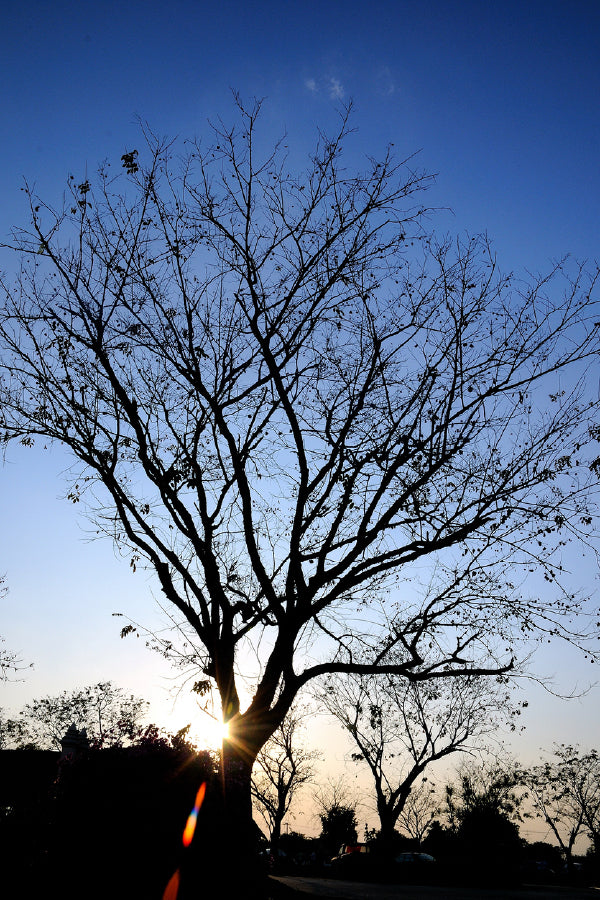 Leafless Tree & Blue Sky Sunset View Photograph Print 100% Australian Made