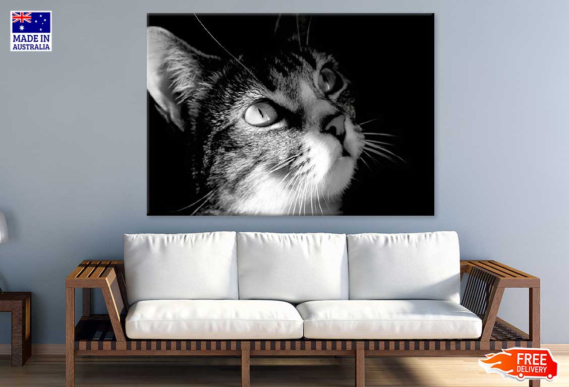 Cat Face View B&W Photograph Print 100% Australian Made