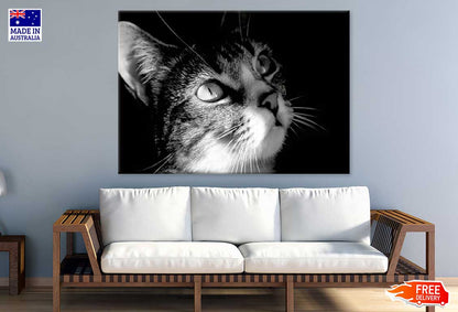 Cat Face View B&W Photograph Print 100% Australian Made