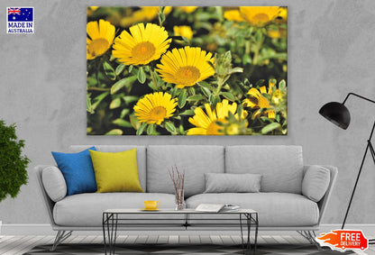 Sunflower with Leaves Photograph Print 100% Australian Made