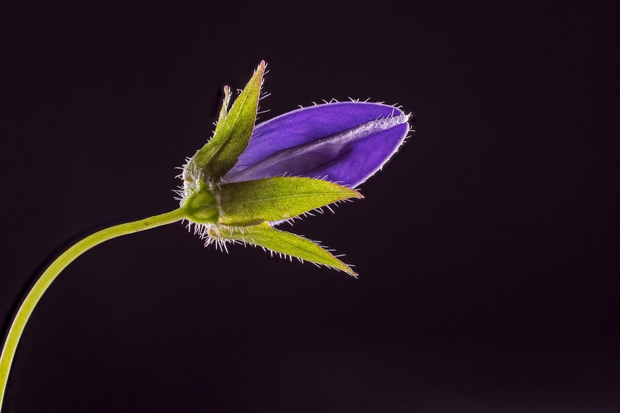 Blue Bell Flower with Leaves Closeup Photograph Print 100% Australian Made