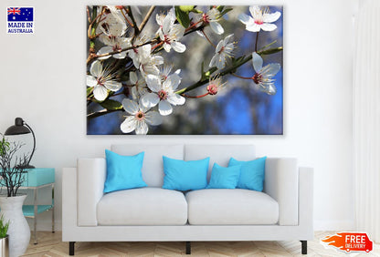 White Cherry Blossom Flowers with Branches Photograph Print 100% Australian Made