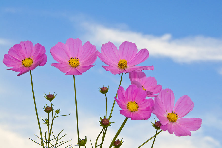 Pink Cosmos Flowers Blue Sky View Photograph Print 100% Australian Made