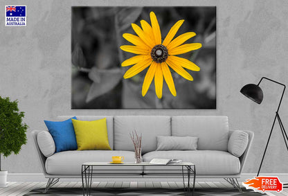 Yellow Daisy Flower B&W View Photograph Print 100% Australian Made