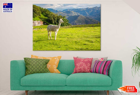 Llama on Grass Hill & Mountains Scenery Photograph Print 100% Australian Made