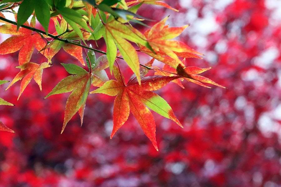 Colorful Maple Leaves Branch Photograph Print 100% Australian Made