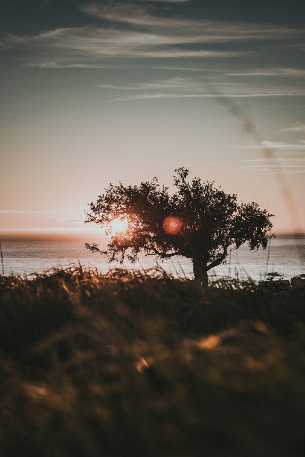 Tree Shore During Sunset Scenery View Photograph Print 100% Australian Made