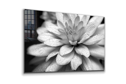 Lotus Flower B&W View Print Tempered Glass Wall Art 100% Made in Australia Ready to Hang