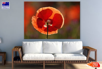 Red Poppy Flower Closeup Photograph Print 100% Australian Made