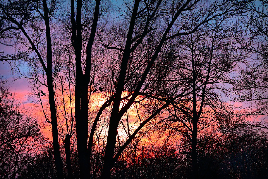 Birds on Tree Sunset Photograph Print 100% Australian Made