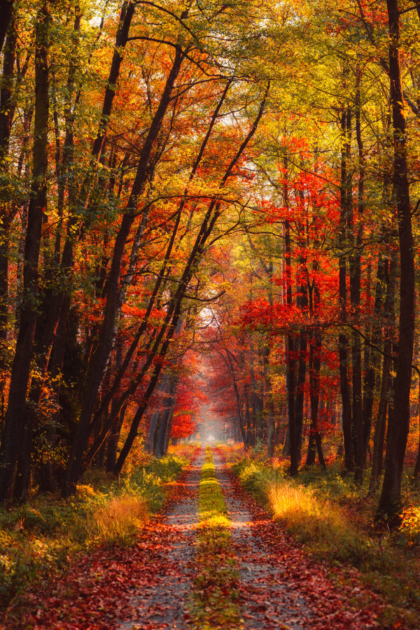 Autumn Forest at Warm Sunlight View Photograph Home Decor Premium Quality Poster Print Choose Your Sizes