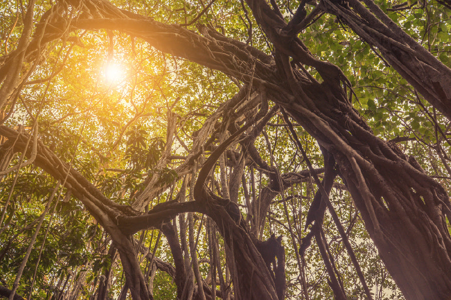 Banyan Tree in Jungle Sunset View Photograph Print 100% Australian Made