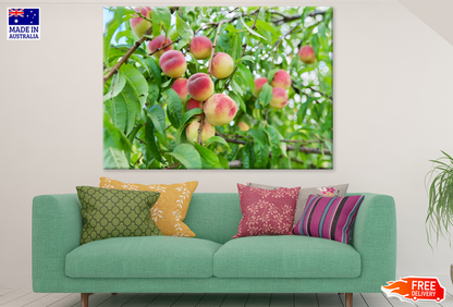 Red Apple Trees Photograph Print 100% Australian Made