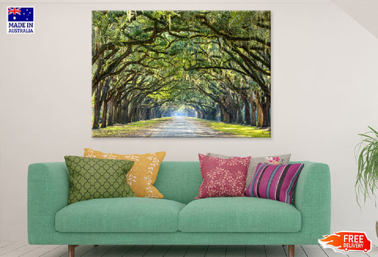 Road Covered with Green Trees Photograph Print 100% Australian Made