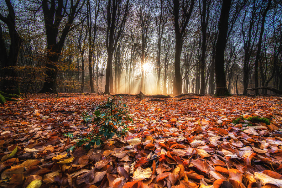 Red Autumn Leaves Forest View Photograph Print 100% Australian Made
