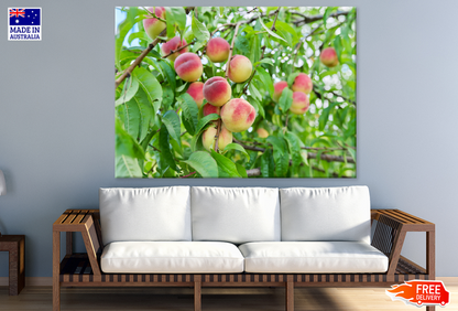 Red Apple Trees Photograph Print 100% Australian Made