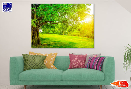 Green Old Tree Garden Sunlight Photograph Print 100% Australian Made