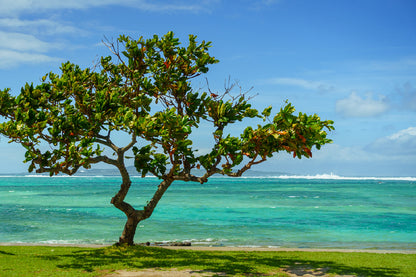 Alone Tree Near Sea Photograph in Okinawa Print 100% Australian Made