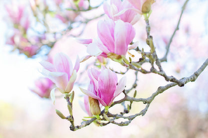 White Pink Magnolia Flowers View Photograph Home Decor Premium Quality Poster Print Choose Your Sizes