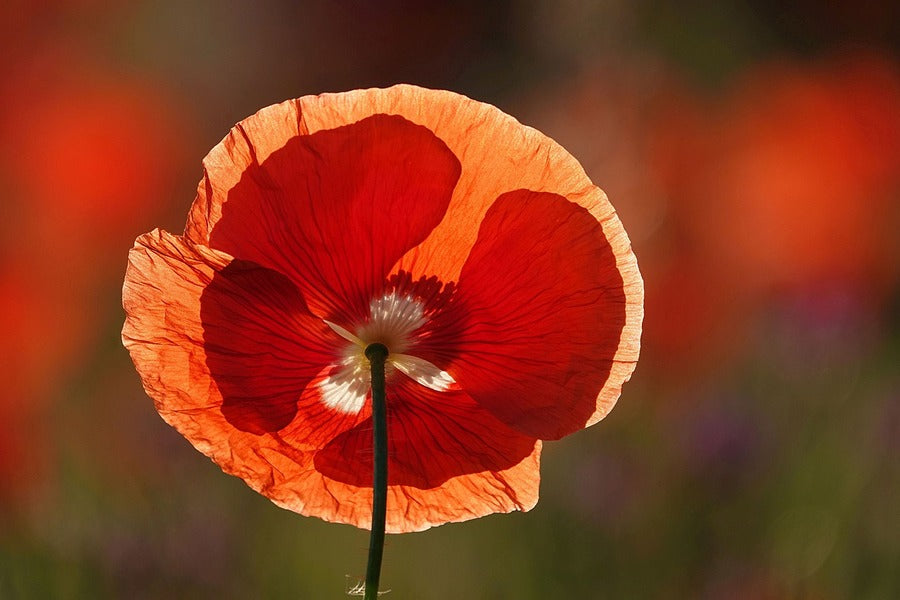 Red Poppy Flower Closeup Photograph Print 100% Australian Made
