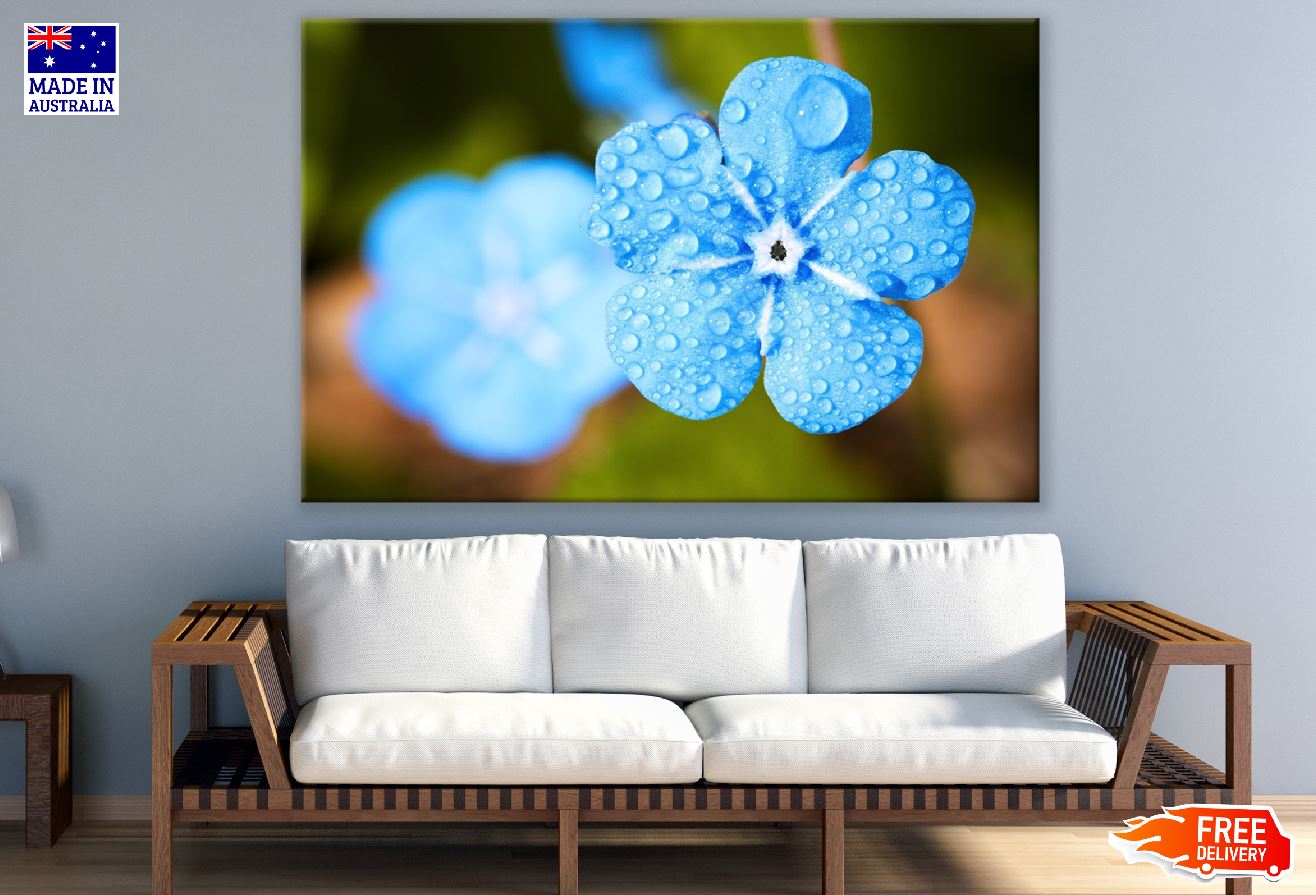 Blue Flower with Water Drops Closeup Photograph Print 100% Australian Made