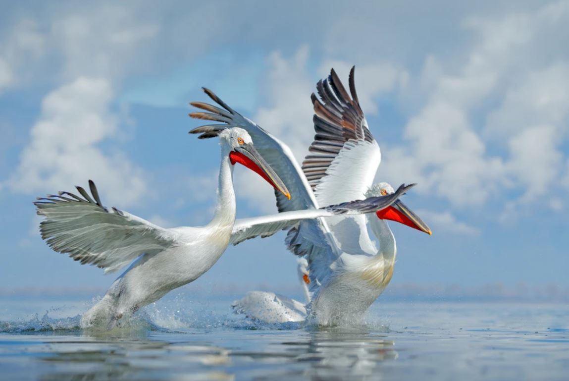 Cranes on Water Close Photograph Home Decor Premium Quality Poster Print Choose Your Sizes