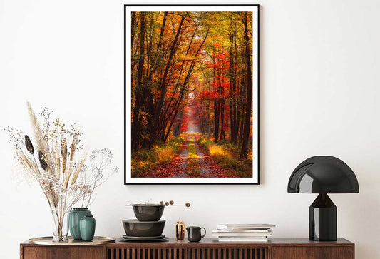Autumn Forest at Warm Sunlight View Photograph Home Decor Premium Quality Poster Print Choose Your Sizes