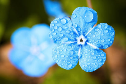 Blue Flower with Water Drops Closeup Photograph Print 100% Australian Made