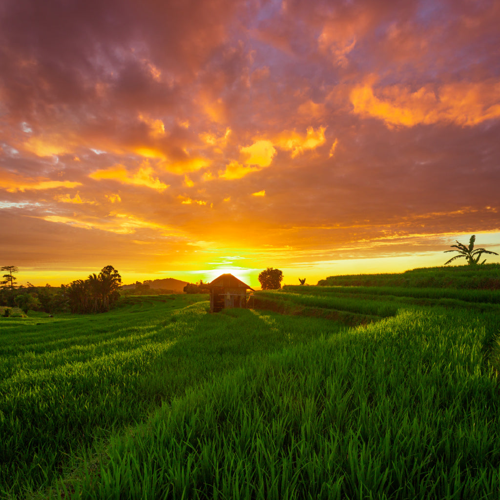 Square Canvas Rice Fields at Sunset Scenery View Photograph High Quality Print 100% Australian Made