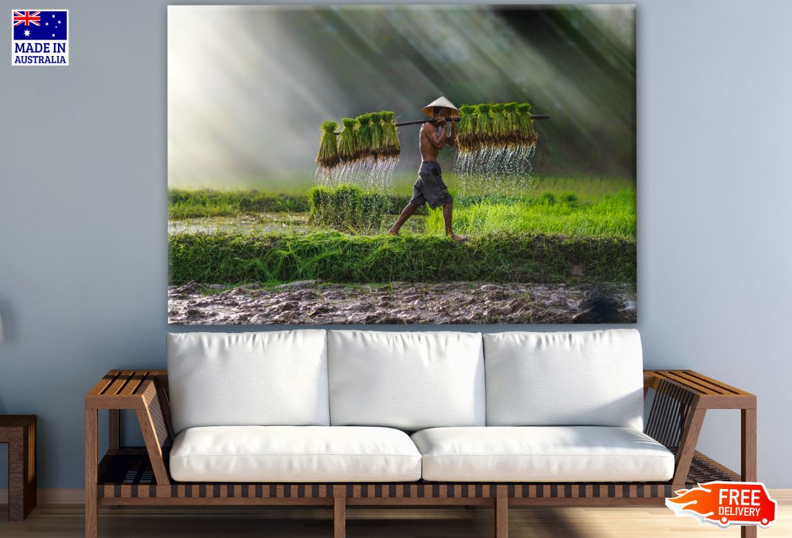 Vietnam Farmer Bearing Seedlings of Rice Photograph Print 100% Australian Made