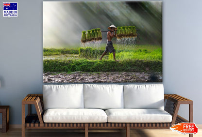 Vietnam Farmer Bearing Seedlings of Rice Photograph Print 100% Australian Made