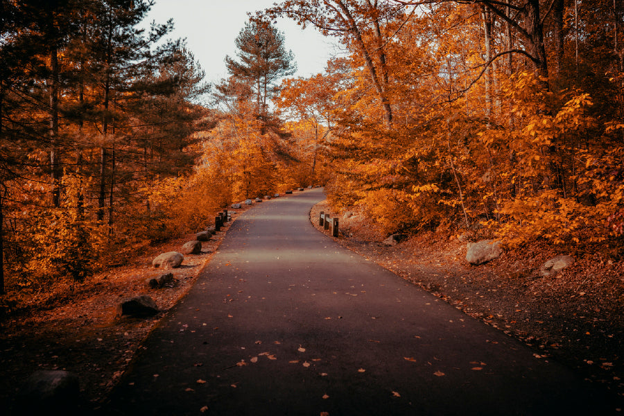 Bella Home New Hampshire Autumnal Road Print Canvas Ready to hang