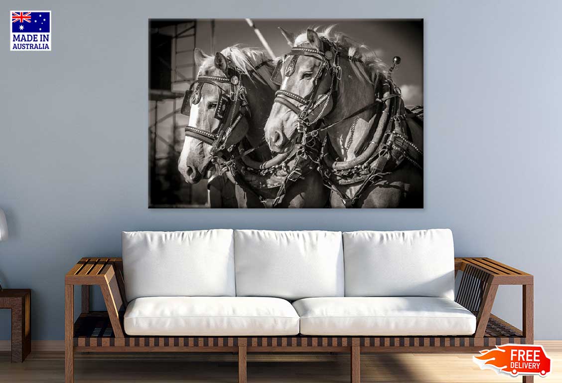 Draft Horses B&W View Photograph Print 100% Australian Made